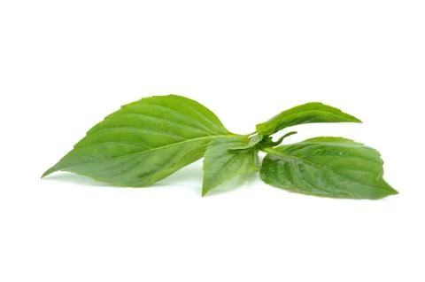 Basil sprig Stock Photos