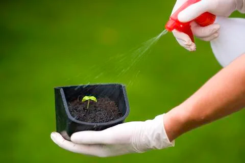 Basil sprout in a flower pot sprayed with water. Stock Photos