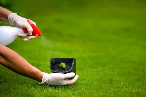 Basil sprout in a flower pot sprayed with water. Stock Photos