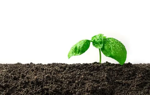 Basil sprout in the soil on a white background. Foto stock