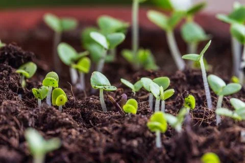Basil sprouts background Foto stock