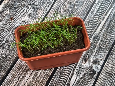 Basil sprouts in a brown seedling box 스톡 사진