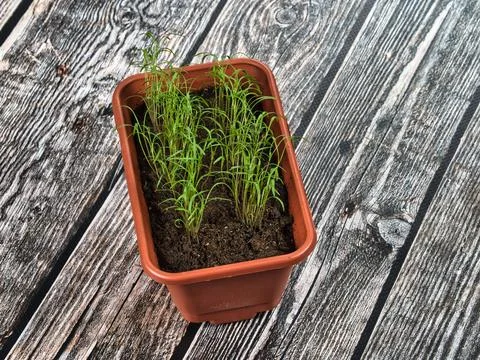 Basil sprouts in a brown seedling box Stock Photos