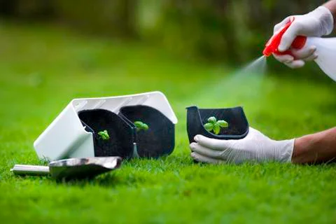 Basil sprouts in a flower pots sprayed with water. Stock Photos