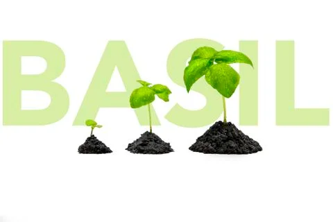 Basil sprouts isolated on white background. Growing basil at home indoors. Clean Stock Photos