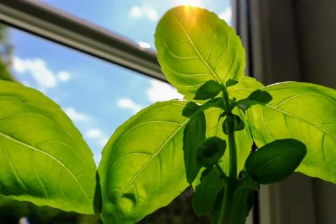 Basil in the sun Foto stock