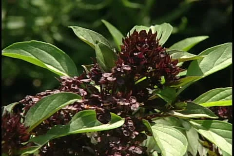 Basil Thai 库存影片 11743981