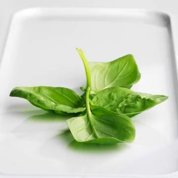Basil on a tray Stock Photos