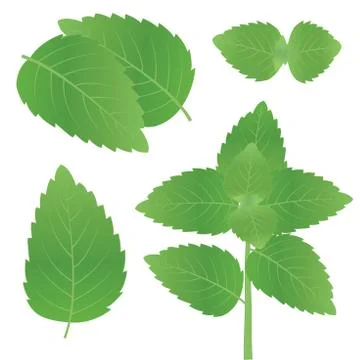 Basil tulsi tree leaves Stock Illustration