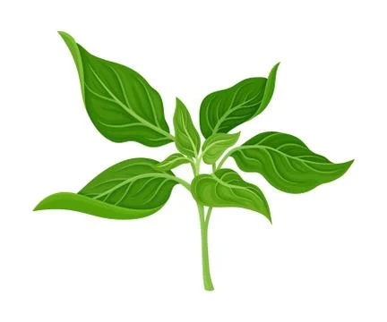 Basil Twig as Kitchen Herb for Cooking Vector Element Stock Illustration