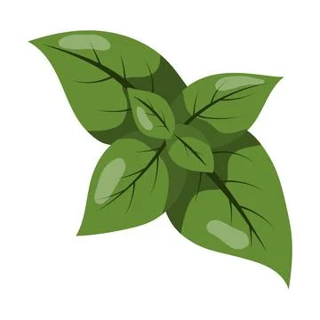 Basil twig. vector illustration on a white background Stock Illustration