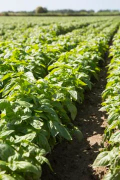 Basil: typical product of Liguria Stock Photos