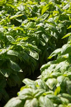 Basil: typical product of Liguria Stock Photos