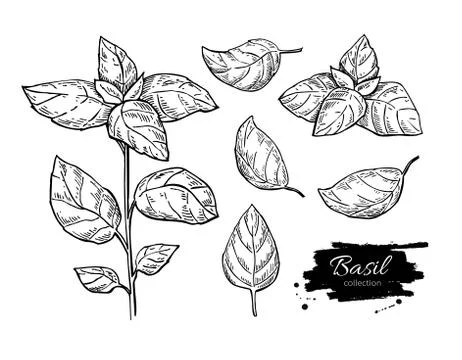Basil vector drawing set. Isolated plant with leaves. Stock Illustration