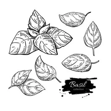 Basil vector drawing set. Isolated plant with leaves. Stock Illustration