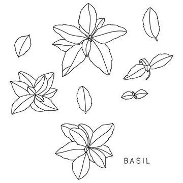 Basil. Vector hand drawn set herbs isolated Stock Illustration