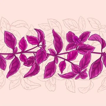Basil vector pattern Illustrazione stock