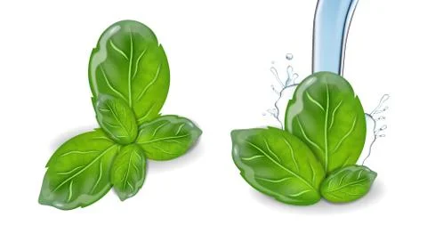 Basil vector realistic leaf set collection. Water splash backgrounds Ilustración de archivo