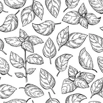 Basil vector seamless drawing pattern. Isolated plant with leaves. Stock Illustration