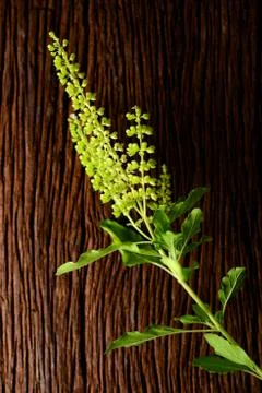 Basil vegetable Stock Photos