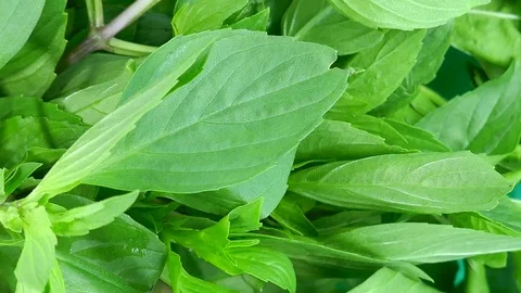 Basil View Camera pan zoom in and out. Stock Footage 85044248