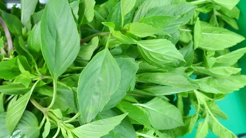 Basil View Camera pan zoom in and out. Stock Footage 85044366