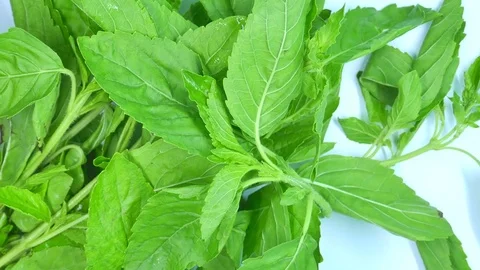 Basil View Camera pan zoom in and out. Stock Footage 85044552