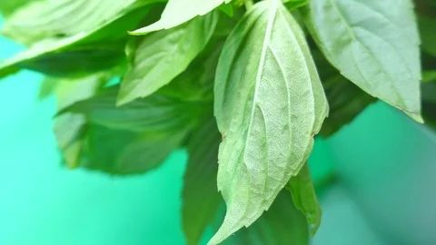 Basil View Camera pan zoom in and out. Stock Footage 85045222