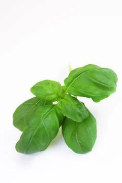 Basil on white background Stock Photos