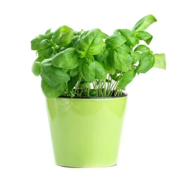 Basil on white Stock Photos
