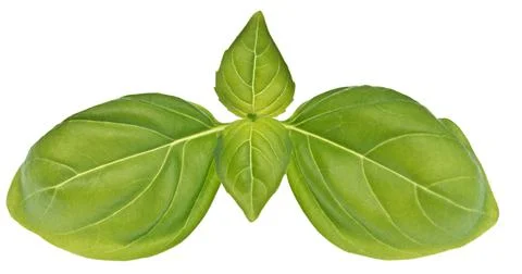 Basil on white Stock Photos