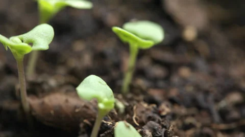 Basil young plants, close up; steadicam; Stock Footage 35929913