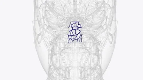 The basilar venous plexus lies between the endosteal and meningeal layers of  Stock Illustration