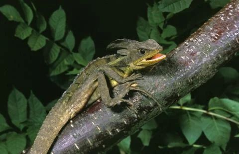 BASILIC BRUN basiliscus vittatus Stock Photos
