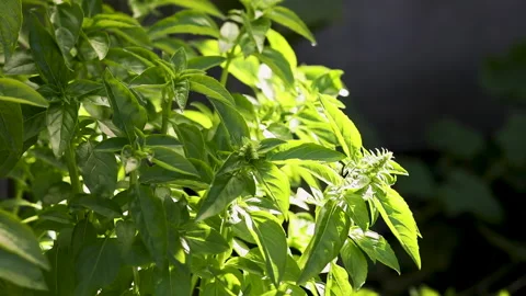 Basilic bush under the warm summer sun Stock Footage 139155680