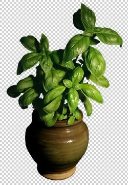 Basilic in a pot, cutout, transparency Photos