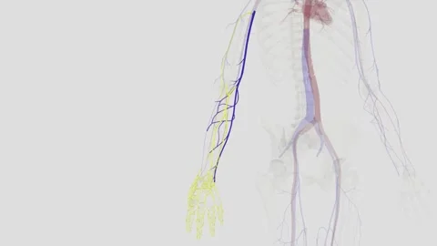 The basilic vein is a large superficial ... | Stock Video | Pond5