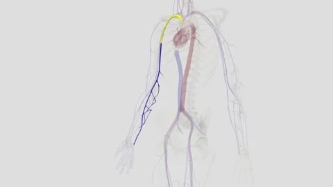 The basilic vein is a large superficial ... | Stock Video | Pond5