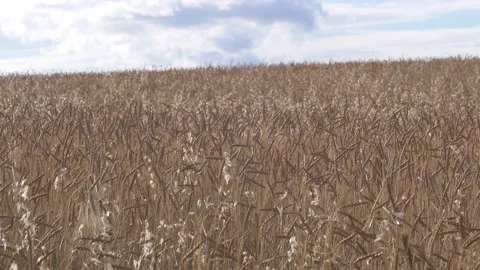 Basilicata, close up of wheat of field Video stock 133944215