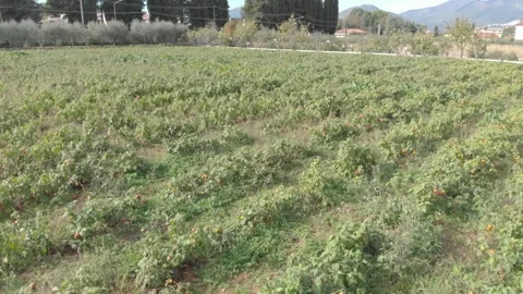 Basilicata, cultivated field Video stock 259649317