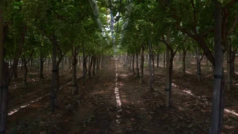 Basilicata, inside the vineyard Stock Footage 136591432