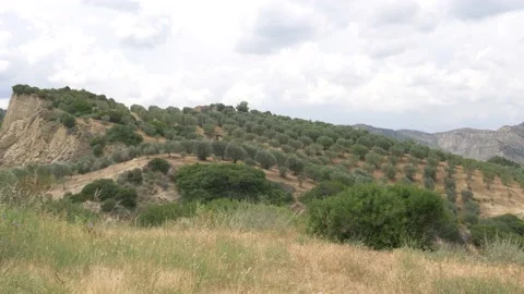 Basilicata, olive trees inside the literary park of Carlo Levi Stock Footage 136591212