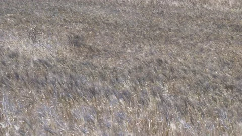Basilicata, slow motion of wheat of field Stock Footage 133944195
