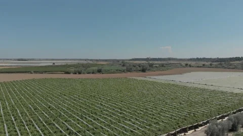 Basilicata, tracking shot on vineyard Stock Footage 136591661
