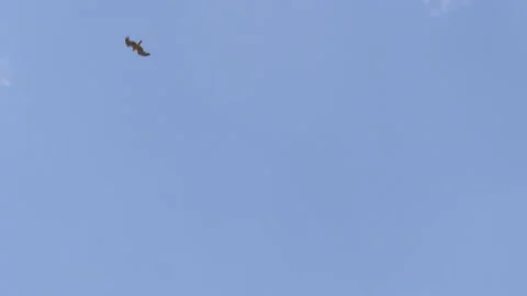 Basilicata, view of a hawk in flight Stock Footage 133943552