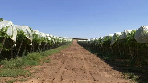 Basilicata, view of a vineyard Stock Footage 136591442