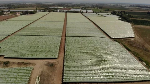 Basilicata, vineyard Stock Footage 136591738