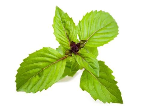 Basilicum 'Cinnamon' Stock Photos