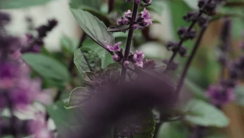 Basilicum 库存影片 318179312