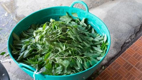 Basilicum Stock Photos